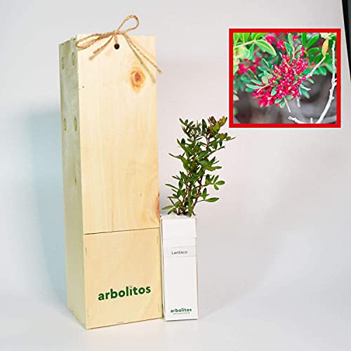 LENTISCO - arbolito de pequeño tamaño en caja de madera - PLANTA VIVA (1)
