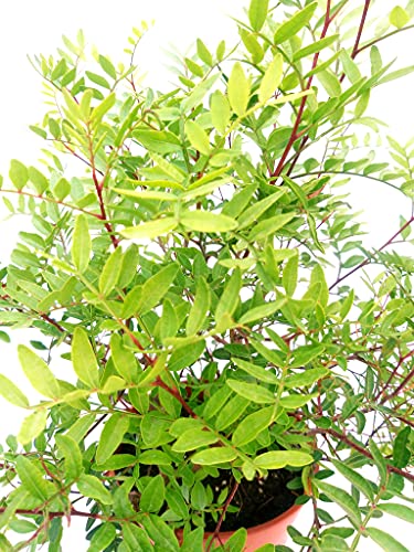 Lentisco - Pirata Lentiscus XXL, maceta de 20 cm, planta auténtica