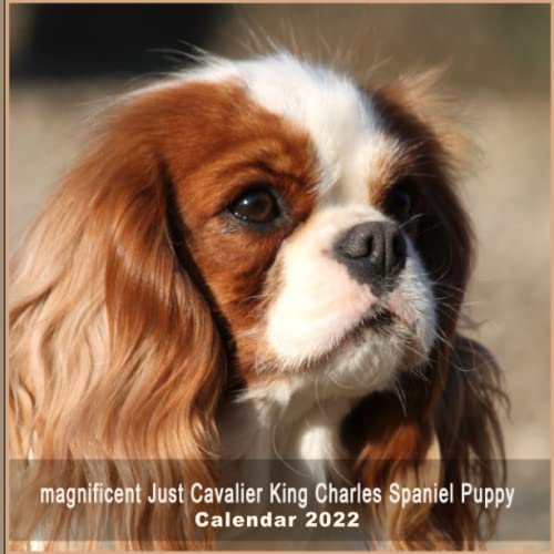 magnificent Just Cavalier King Charles Spaniel Puppy Calendar 2022: Awesome calendar with grid for note - to-do list, cute little mini calendar, unglazed paper
