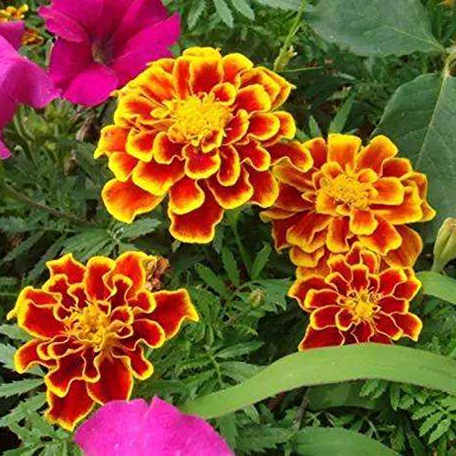 Marigold Sparky Flame Flower Seeds- 50pcs Tagetes Patula for Home Garden Outdoor Yard Farm Planting