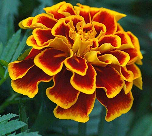 Marigold Sparky Flame Flower Seeds- 50pcs Tagetes Patula for Home Garden Outdoor Yard Farm Planting