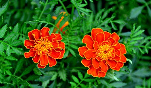 Marigold Sparky Flame Flower Seeds- 50pcs Tagetes Patula for Home Garden Outdoor Yard Farm Planting