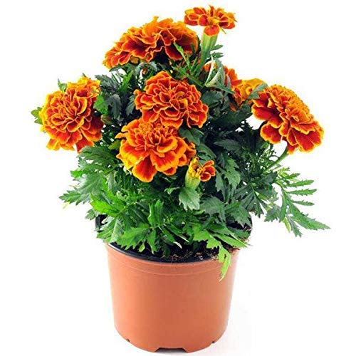 Marigold Sparky Flame Flower Seeds- 50pcs Tagetes Patula for Home Garden Outdoor Yard Farm Planting