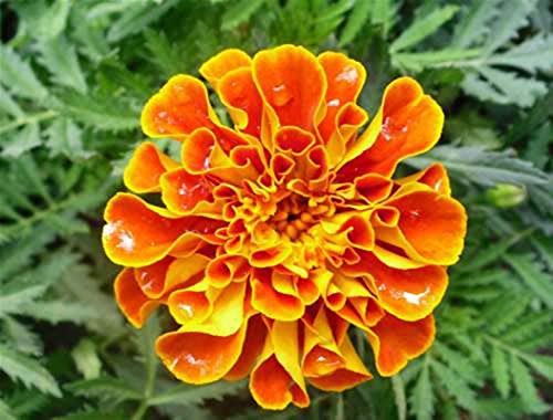 Marigold Sparky Flame Flower Seeds- 50pcs Tagetes Patula for Home Garden Outdoor Yard Farm Planting