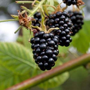 Moras gigantes/aprox. 50 semillas/alto contenido vitamínico/bajo en calorías.