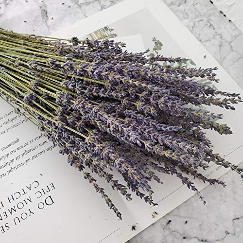 Paquetes de lavanda seca en total 200 tallos frescas flores de lavanda naturales para bricolaje boda decoración del hogar