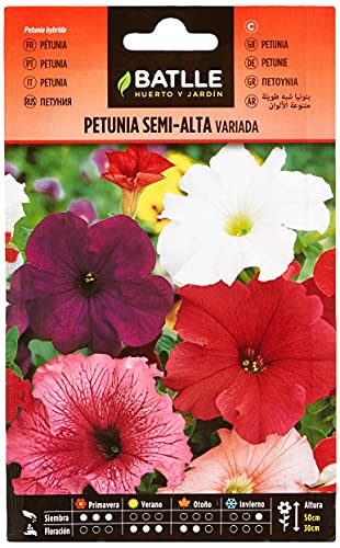 Petunia SEMI-ALTA variada