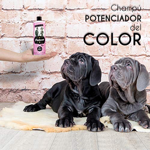 Petuxe Champú Vegano potenciador del Color. Champú Vegano Perros. Champú Mascotas. Todas Las Razas. Lavante, hidratante y vitalizante. Aceite de Oliva ecológico (200 ml)