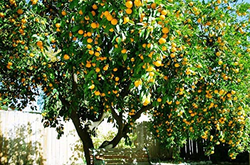 Portal Cool 4X Calamondin esquejes: 4 Los Cortes Calamondin Mandarina Clementina Ãrbol X Citrus Hojas de t Injerto