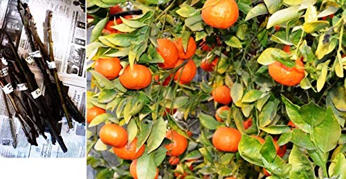 Portal Cool 4X Calamondin esquejes: 4 Los Cortes Calamondin Mandarina Clementina Ãrbol X Citrus Hojas de t Injerto