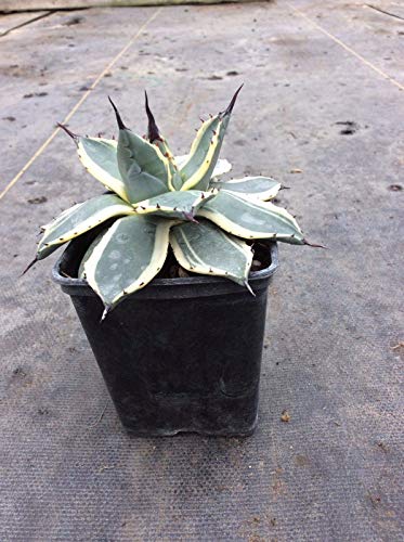 Portal Cool 'Crema de Spike' Agave Parryi 1X 9 cm de color gris azul sale de la crema con los bordes anchos !!