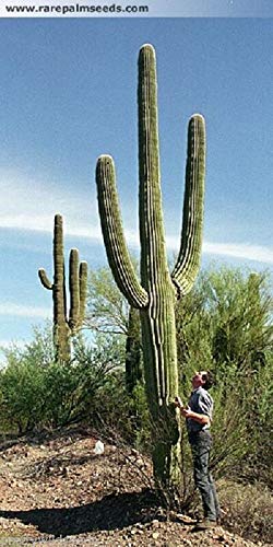 Risala CARNEGIEA GIGANTEA Saguaro gigante Cactus Cactus Suculentas 20 Semillas