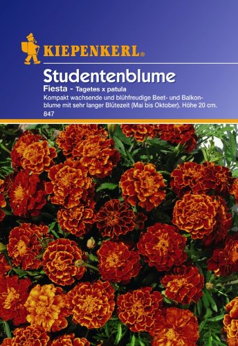 Saatgut Tagetes Fiesta