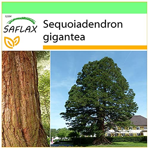 SAFLAX - Árbol mamut - 50 semillas - Sequoiadendron gigantea