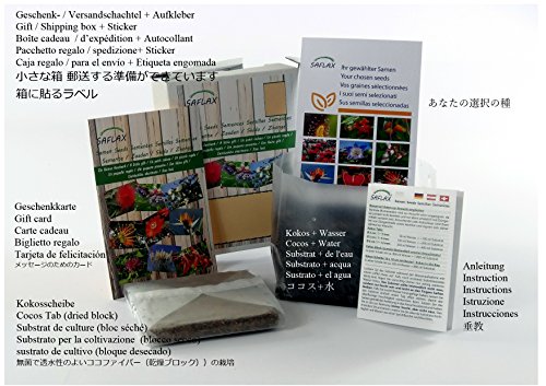 SAFLAX - Set regalo - Tabaco de Virginia - 250 semillas - Con caja regalo/envío, etiqueta para envío, tarjeta de felicitación y sustrato de cultivo y fertilizante - Nicotiana tabacum
