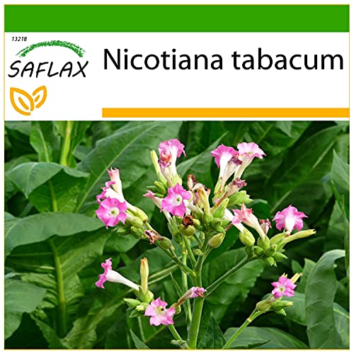 SAFLAX - Tabaco de Virginia - 250 semillas - Con sustrato estéril para cultivo - Nicotiana tabacum