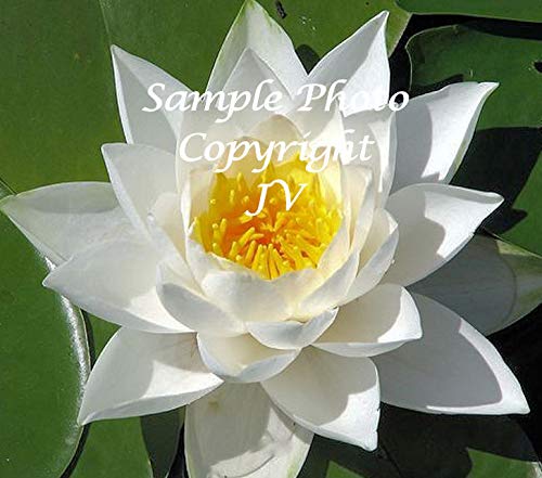 ScoutSeed White Hairy Water Lily 10 Semillas estanques - acuarios Nymphaea pubescens