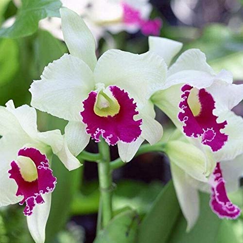 Semillas de flores 50pcs/bolsa cattleya semillas no OMG decorativas grandes flores tamaño cattleya orquídeas semillas híbridas para balcón - Semillas de Cattleya