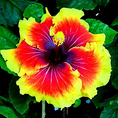 Semillas de planta semillas de flores semillas 300pcs/bolsa Hibiscus semillas hermosa forma gigante mezclando color semillas de flores rústicas para balcón - semillas de Hibiscus #