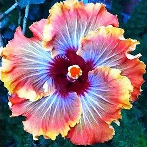 Semillas de plantas semillas de flores 200pcs/bolsa Hibiscus semillas coloridas ornamentales fáciles de plantar mezcla color Hibiscus semillas de flores para Bonsai - Semillas de Hibiscus