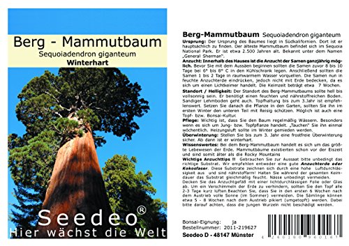 Set de cultivo para secuoya (Sequoia dendron giganteum) de Seedeo®, 50 semillas