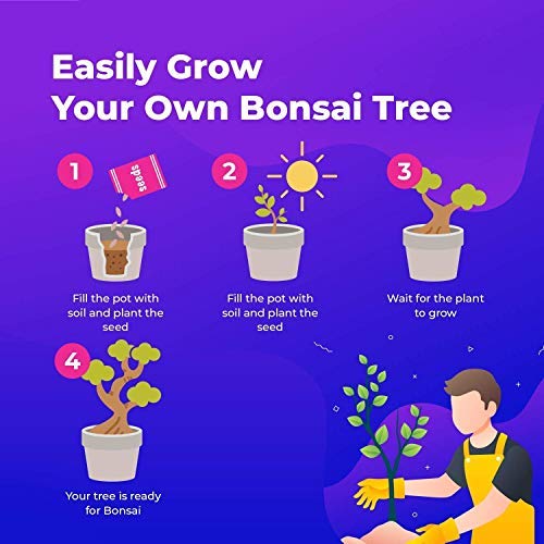 Set de semillas de árbol de bonsái para regalo de - Cultiva tu propio árbol de bonsái fácilmente con nuestro set de 8 semillas de árbol de bonsái