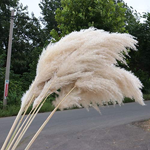 SPLLEADER 5/10 Piezas de 80 cm Natural caña Seca Entrega de Flores de Gran Pampas Hierba Flor de la Boda del Ramo de la decoración de la decoración casera Moderna pampuss (Size : 5pcs)