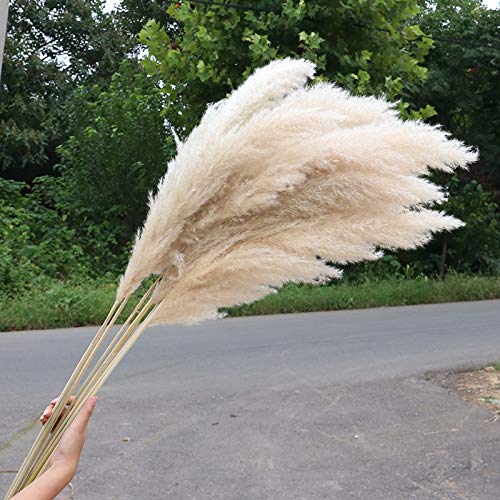 SPLLEADER 5/10 Piezas de 80 cm Natural caña Seca Entrega de Flores de Gran Pampas Hierba Flor de la Boda del Ramo de la decoración de la decoración casera Moderna pampuss (Size : 5pcs)