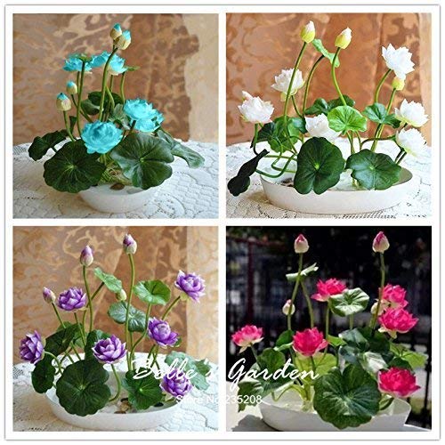 SwansGreen 1 : 5pcs Multi-colors B Lotus Water Lily Seeds Hardy Plants Flower Seeds Exotic Ornamental Flower Bonsai Seeds 1