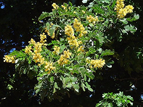 Tejas ébano árbol 10 Semillas - Ebenopsis - Bonsai o al aire libre