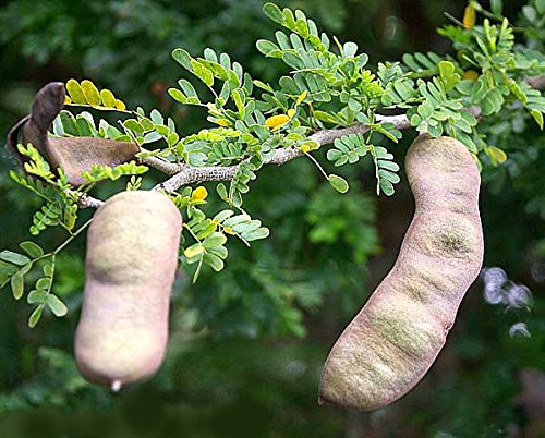 Tejas ébano árbol 10 Semillas - Ebenopsis - Bonsai o al aire libre