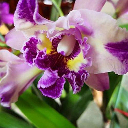 TOYHEART 50 Piezas De Semillas De Flores De Primera Calidad, Semillas De Cattleya, Semillas Decorativas De Flores Grandes No Transgénicas, Semillas Híbridas De Orquídeas Cattleya para Balcón Púrpura