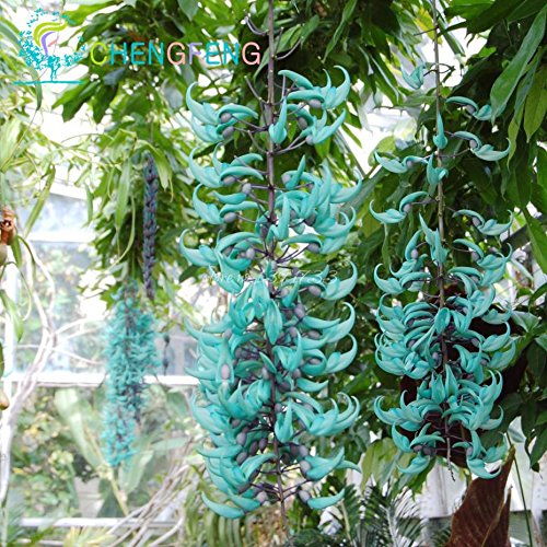 10 pcs En Peligro Strongylodon macrobotrys y semillas de flores semillas de flores azules Jade Vine 'para el jardín de