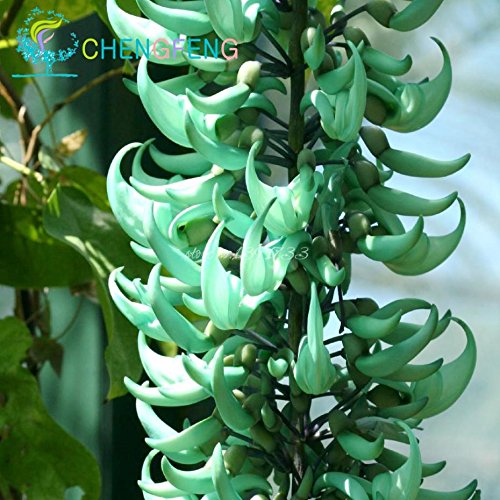 10 pcs En Peligro Strongylodon macrobotrys y semillas de flores semillas de flores azules Jade Vine 'para el jardín de