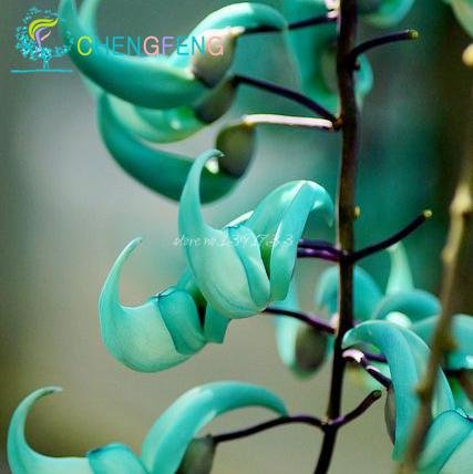 10 pcs En Peligro Strongylodon macrobotrys y semillas de flores semillas de flores azules Jade Vine 'para el jardín de