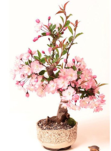 10 Semillas De Cerezo Japonés Sakura (Prunus Serrulata) / Cultivable como árbol o bonsái