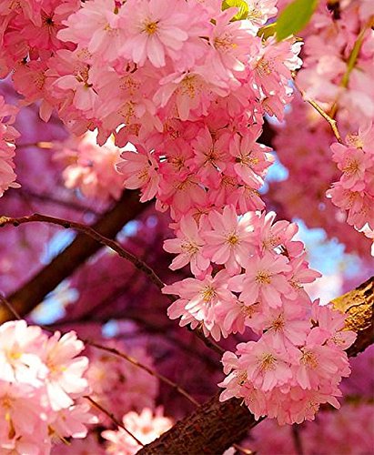 10 Semillas De Cerezo Japonés Sakura (Prunus Serrulata) / Cultivable como árbol o bonsái