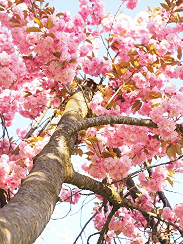 10 Semillas De Cerezo Japonés Sakura (Prunus Serrulata) / Cultivable como árbol o bonsái