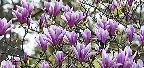 10 Semillas de Magnolia Purpura (Magnolia seeds)