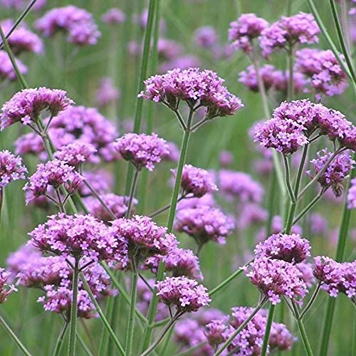 100 Piezas Verbena Semillas Limones Semilla De Flores Exótica Perenne Jardín De Flores Patio Patio Familiar Plantación No Necesita Mucho Cuidado