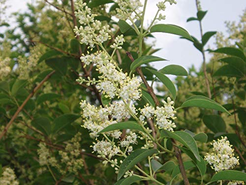 15 Semillas de Aligustre (Ligustrum Lucidum)