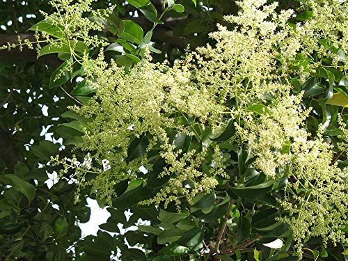 15 Semillas de Aligustre (Ligustrum Lucidum)