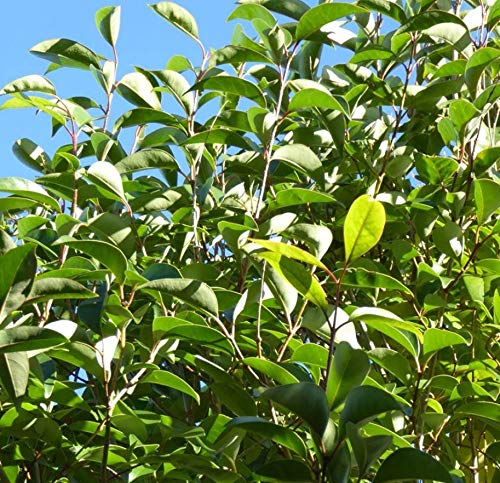 15 Semillas de Aligustre (Ligustrum Lucidum)