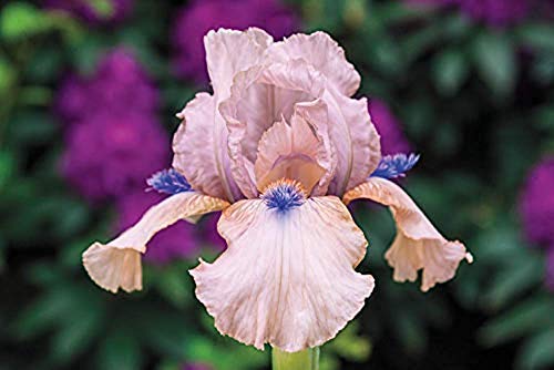 2 Piezas Iris Barbudo De Plantas Perennes Planta De Raíz Desnuda Flores Rosadas Con Adorno Azul Flores Ornamentales De Jardinería únicas