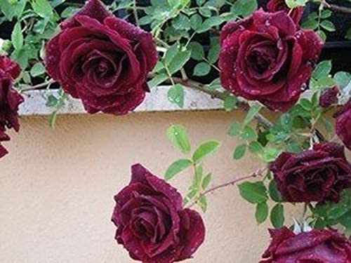 200 piezas de semillas de rosas trepadoras trepadoras de color rojo oscuro muy hermosas flores trepadoras ornamentales