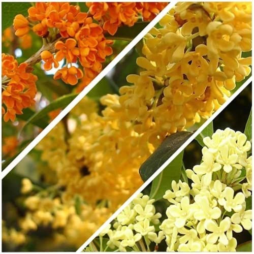 30 Piezas Mezcla De Semillas De Osmanthus Para Plantar En El Jardín De Casa Tenue Aroma De Flores Amarillas Tiene Un Valor Ornamental Ideal Para Decorar El Patio