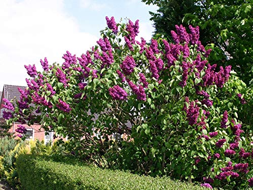 40 Semillas de Lilac (Syringa Vulgaris)