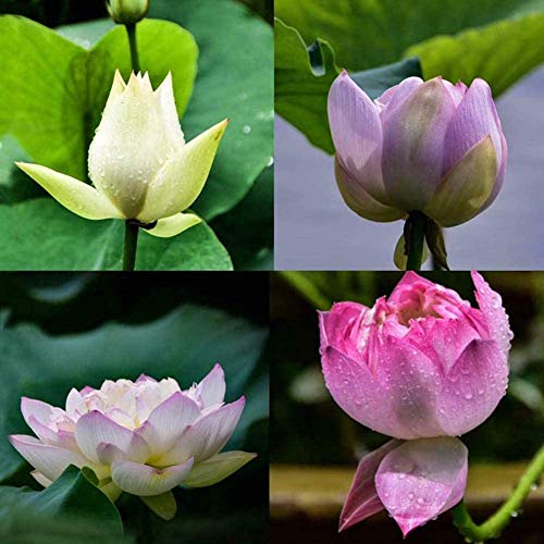 40pcs / set Lotus Flower Semillas de Lotus Planta acuática Hermosa Lotus Water Lily Seed