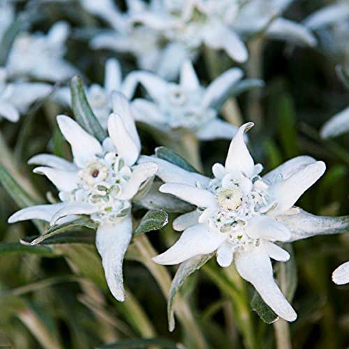 50 semillas de flores Edelweiss, semillas de alpinum leontopodium de cultivo perenne para el hogar, balcón Edelweiss 1size