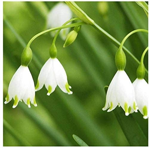 6 piezas de bulbos de lirio blanco de los valles fragantes lirios raros del valle Convallaria Majalis bulbo de flor exótico jardín perenne balcón jardinería decoración plantación